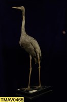 藏品(白枕鶴)的圖片
